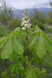 Aesculus hippocastanum