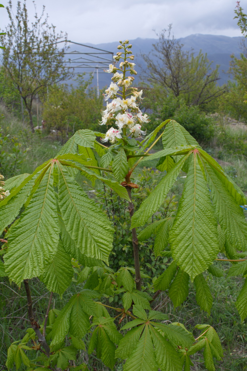 Image of Aesculus hippocastanum specimen.