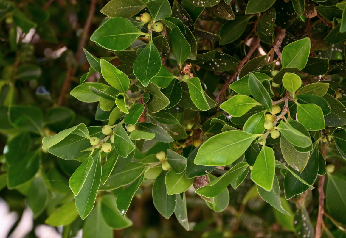 Изображение особи Ficus microcarpa.