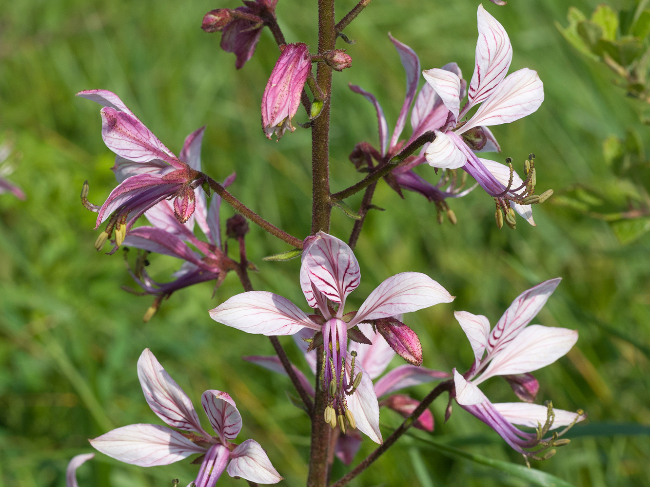 Изображение особи Dictamnus caucasicus.