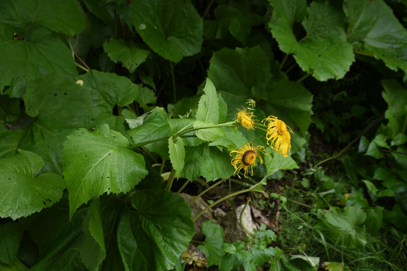 Image of Telekia speciosa specimen.