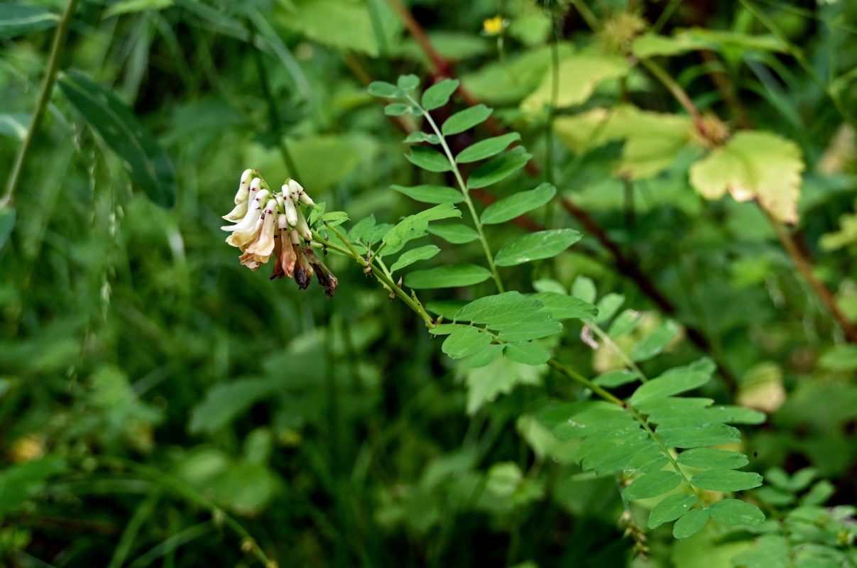 Image of Vicia abbreviata specimen.
