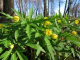 Anemone ranunculoides. Зацветающие растения. Санкт-Петербург, Петергоф, парк. 03.05.2010.