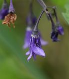 Solanum kitagawae. Цветок. Челябинская обл., Кыштымский городской округ, оз. Сугомак, северный берег, в зарослях осоки. 3 июля 2023 г.