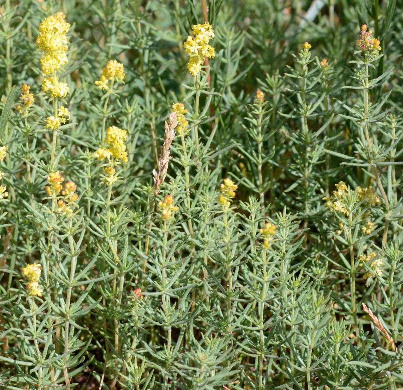 Изображение особи Galium verum.