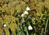 Leucojum aestivum