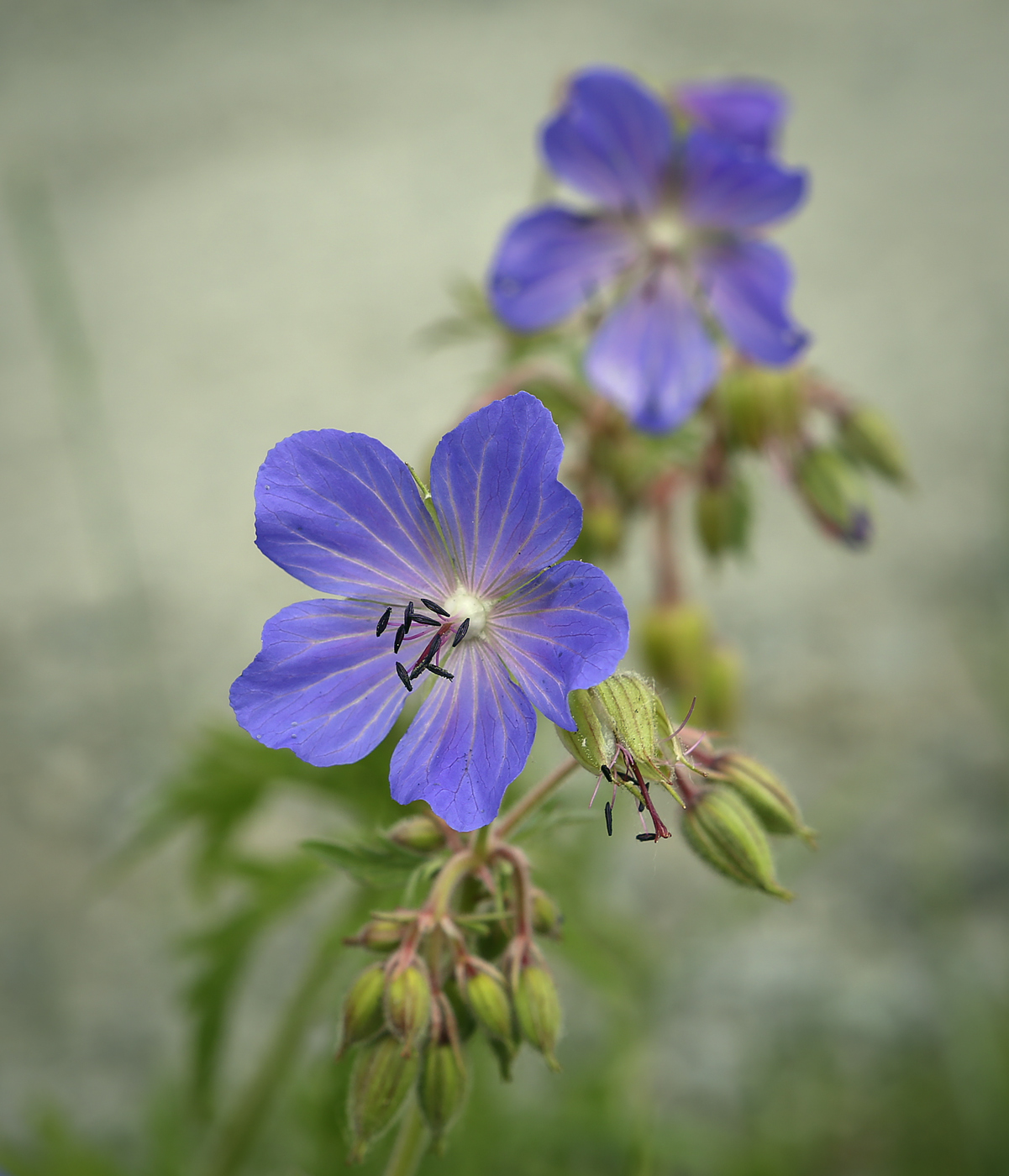 Image of Geranium pratense specimen.