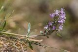 Thymus elisabethae. Верхушка побега с соцветием. Кабардино-Балкария, Эльбрусский р-н, долина р. Ирик, луговой склон. 21.08.2023.