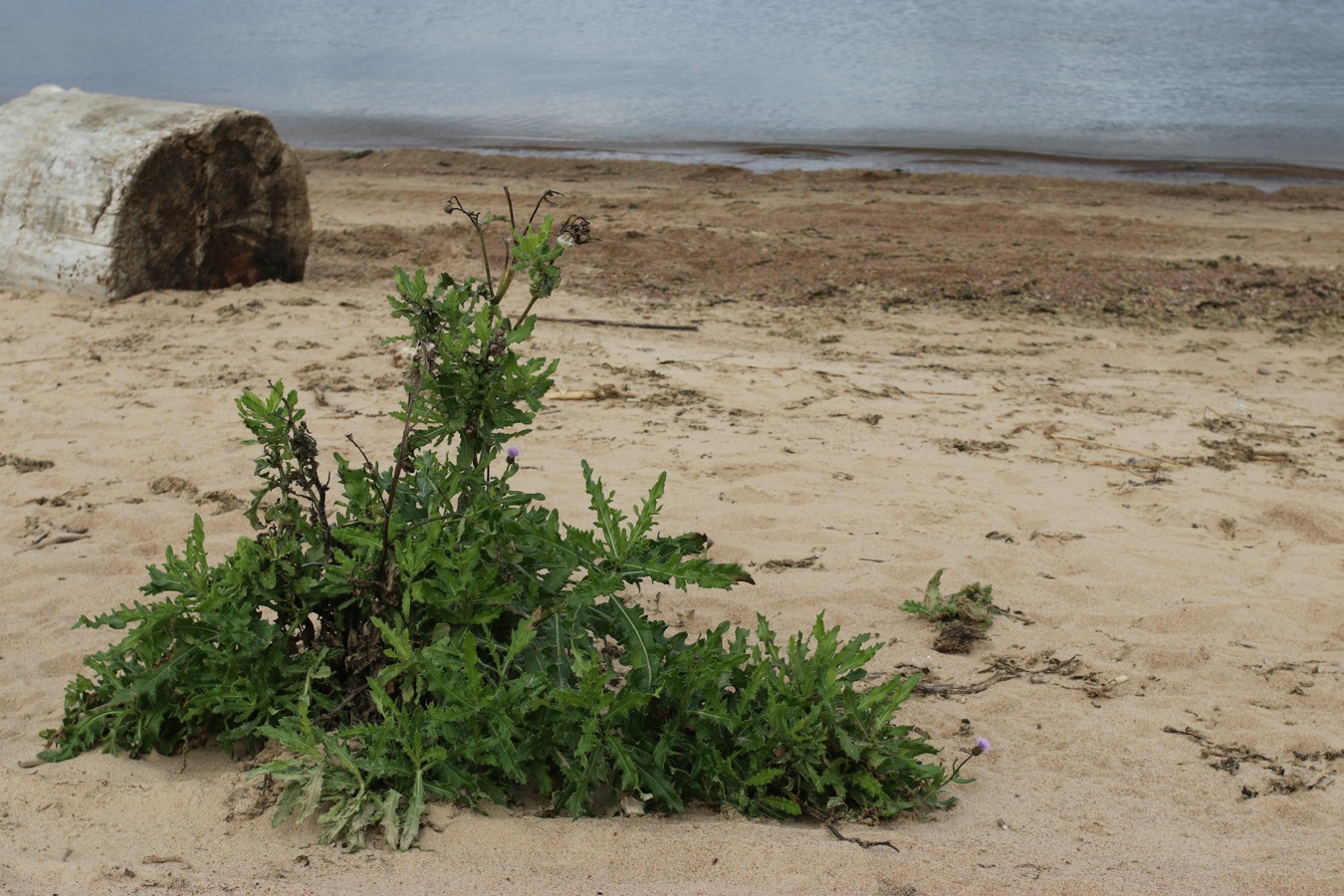 Image of Cirsium arvense specimen.