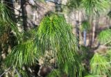 Pinus sibirica