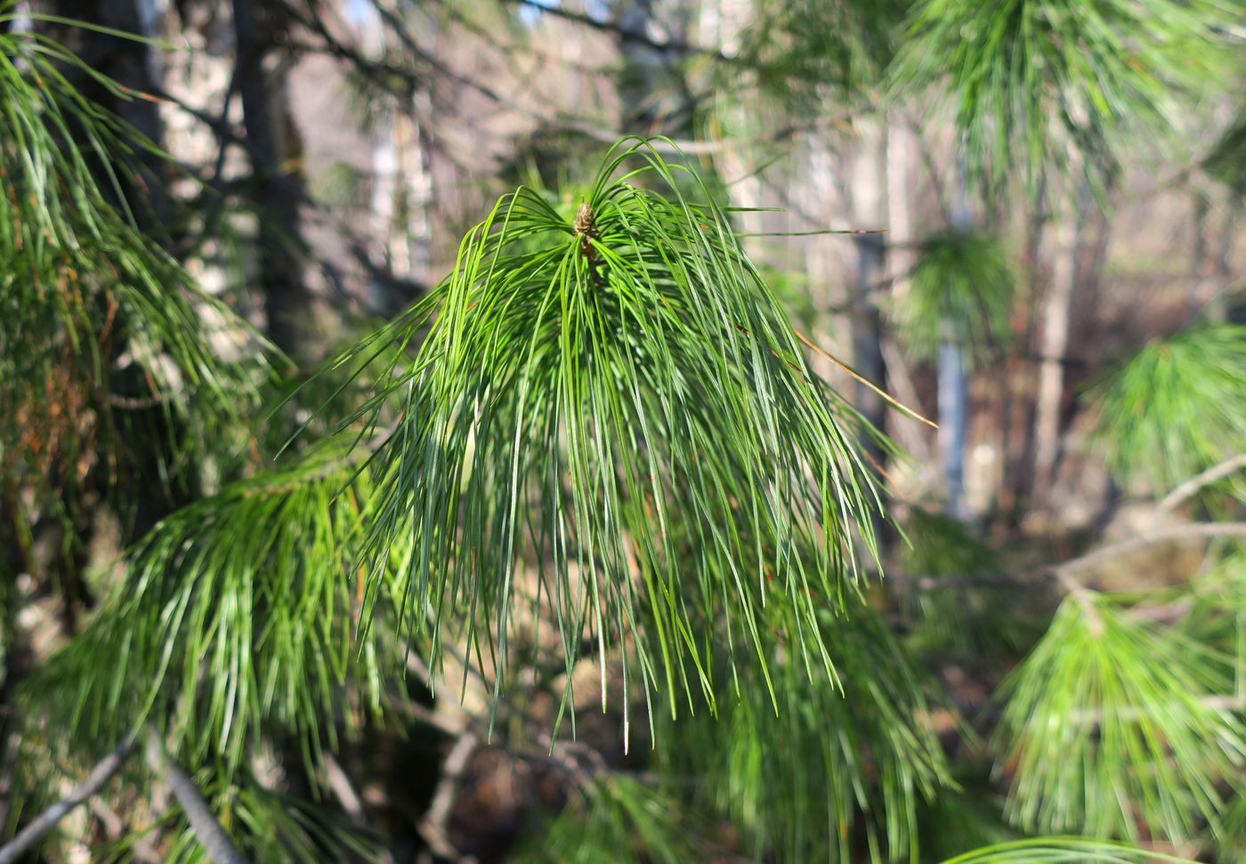 Изображение особи Pinus sibirica.