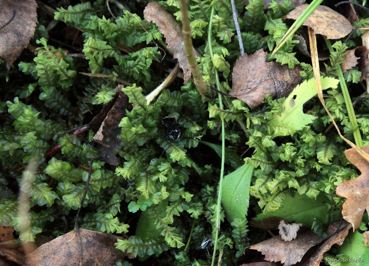 Изображение особи Plagiochila asplenioides.