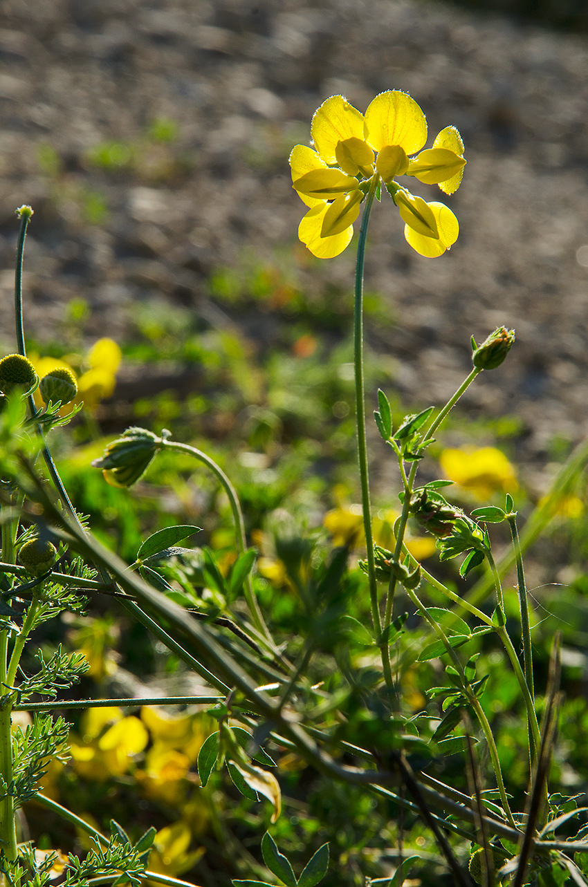 Image of genus Lotus specimen.