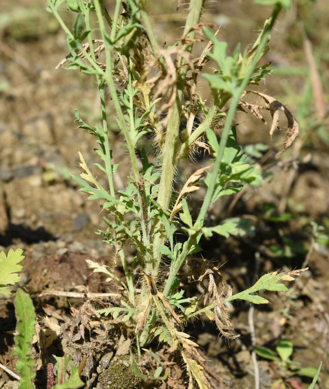 Изображение особи Papaver fugax.