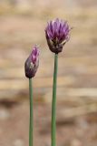 Allium schoenoprasum