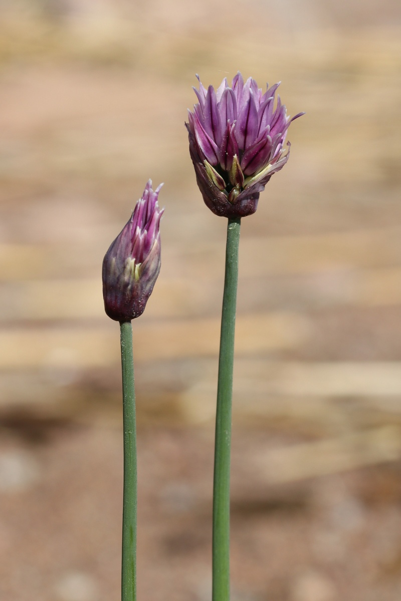 Изображение особи Allium schoenoprasum.