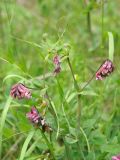 Lathyrus pisiformis