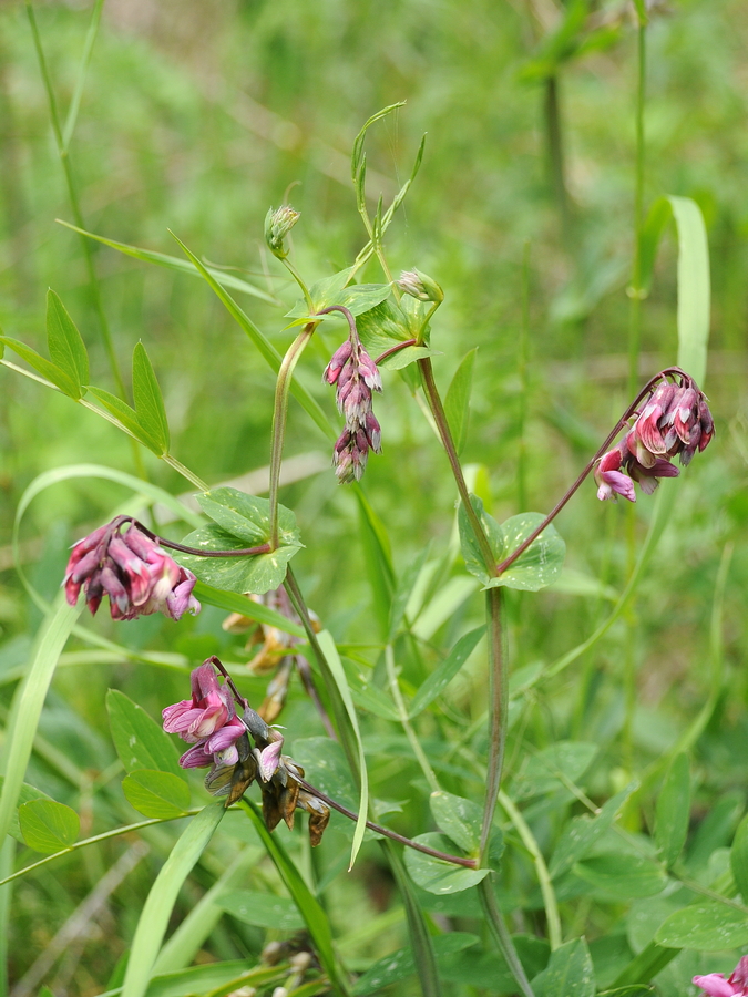 Изображение особи Lathyrus pisiformis.