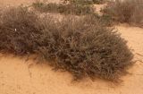 Astragalus spinosus. Крупный куст в начале вегетации. Египет, к ЮВ от г. Эль-Дабаа, край поля. 26.12.2023.