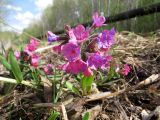 Pulmonaria mollis. Цветущее растение (форма с нетипичной окраской венчика). Томск, дол. р. Хромовка, лесной луг. 14.05.2017.