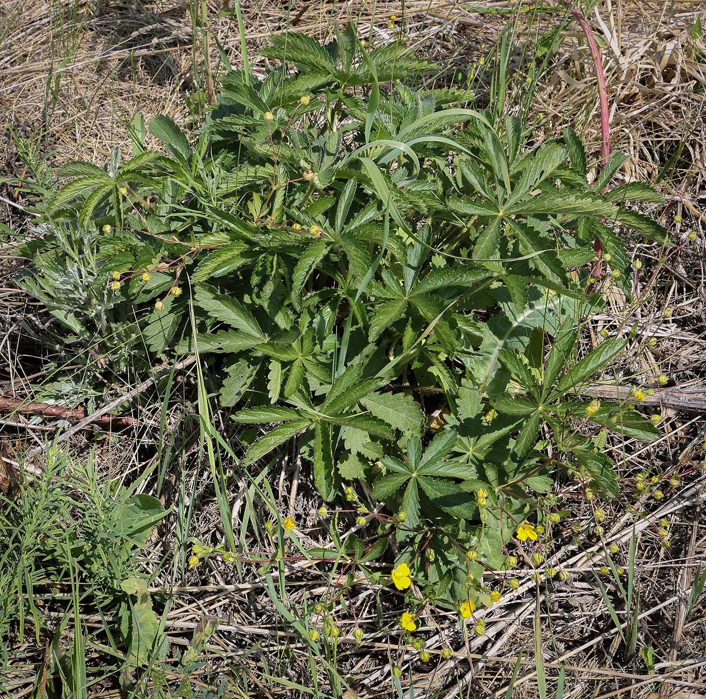 Image of Potentilla thuringiaca specimen.