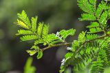 genus Vachellia. Верхушка ветви. Израиль, г. Тель-Авив, парк Аяркон, сад кактусов, в культуре. 22.11.2023.