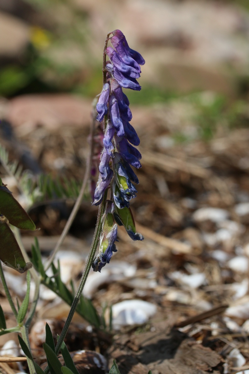 Изображение особи Vicia cracca.