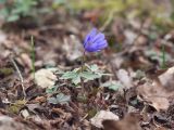 Anemone banketovii