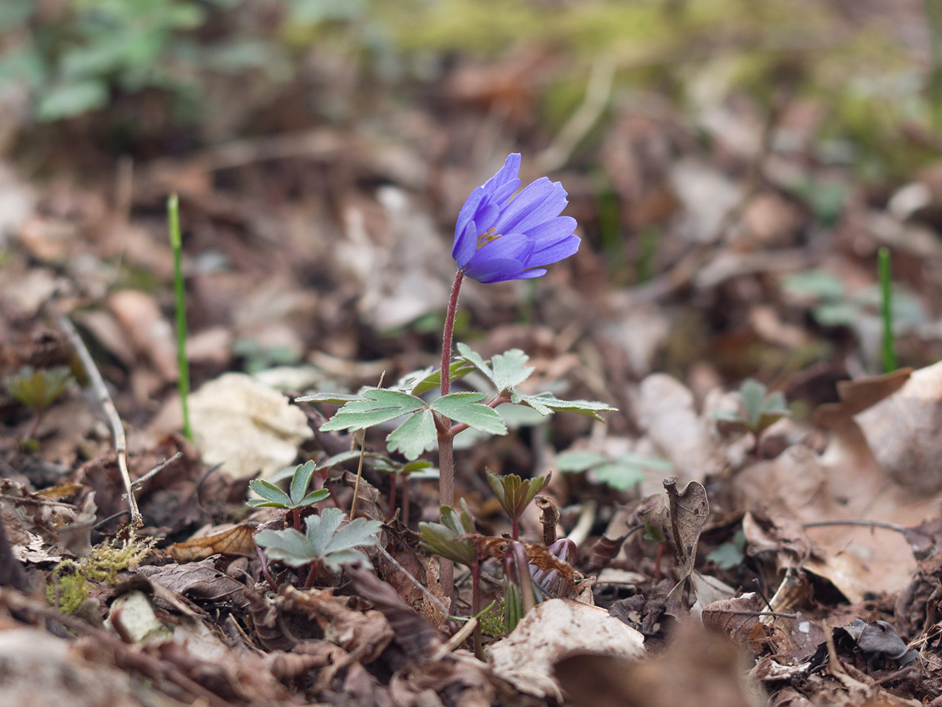 Image of Anemone banketovii specimen.