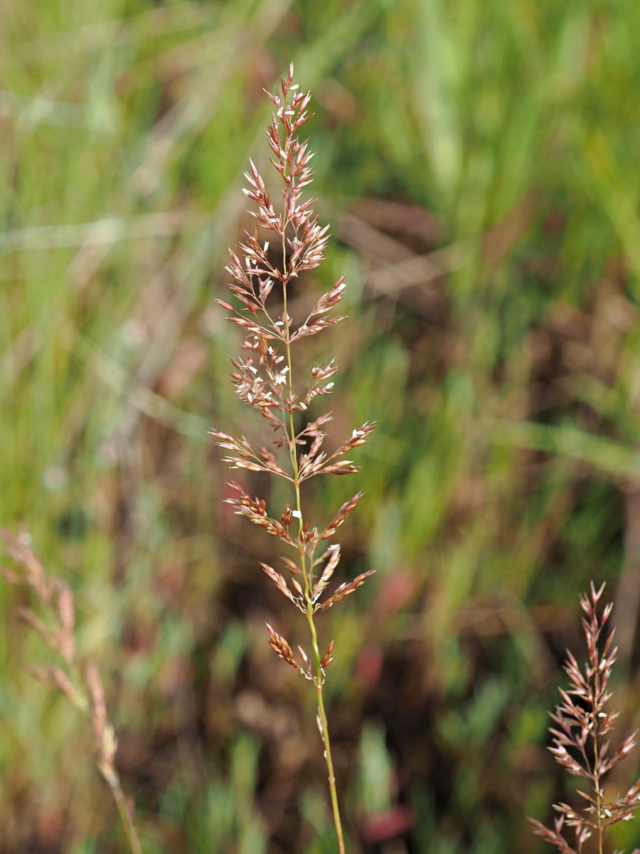 Изображение особи род Agrostis.