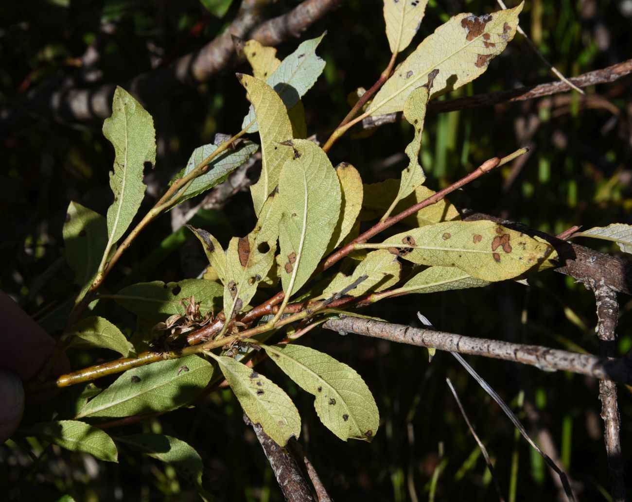 Image of Salix myrsinifolia specimen.