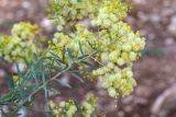 Acacia victoriae