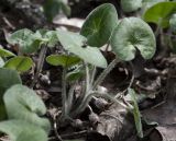 Asarum europaeum