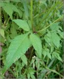 Bidens frondosa
