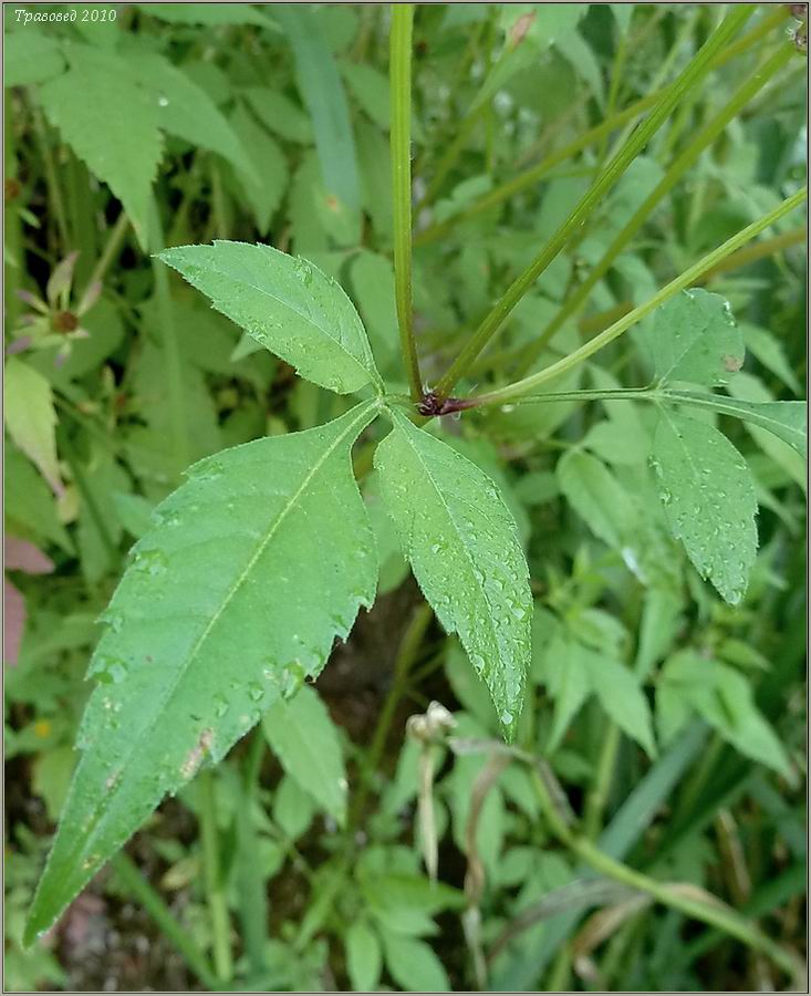 Image of Bidens frondosa specimen.