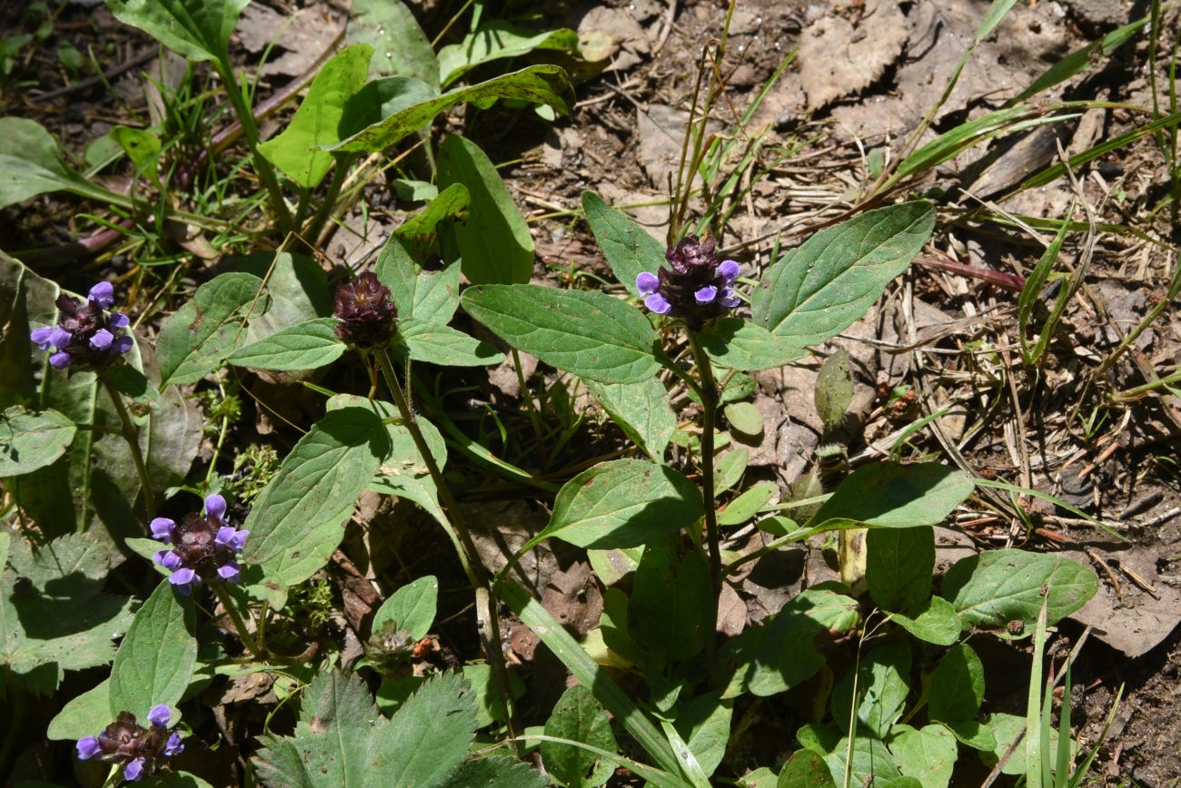 Изображение особи Prunella vulgaris.