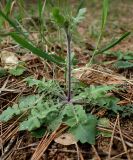 Arabidopsis arenosa