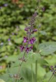 Stachys sylvatica. Соцветие. Испания, Каталония, пров. Жирона, комарка Ла-Гарроча, муниципалитет Ла-Валь-де-Бианья, подр-н (субкомарка) Л’Альта-Гарроча, 810 м н.у.м., окр. перевала Capsacosta, теневой склон северной экспозиции, широколиственный лес с преобладанием Fagus sylvatica, сырая придорожная канава. 23.06.2024.