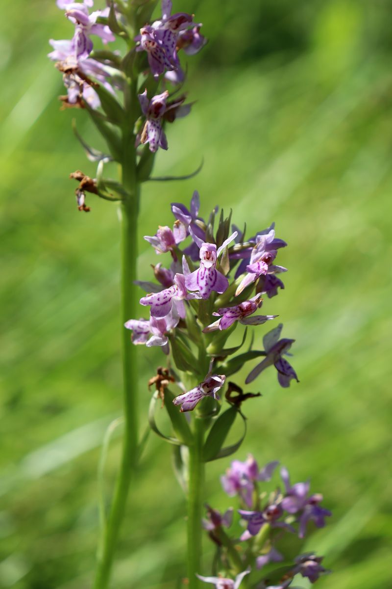 Image of Dactylorhiza baltica specimen.