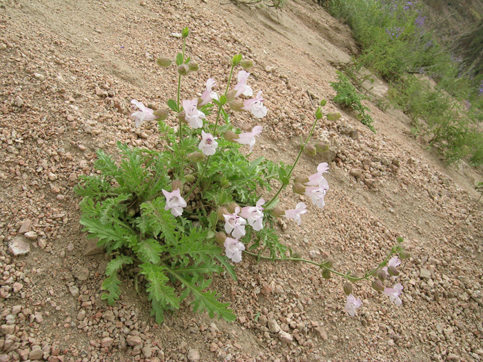 Изображение особи Salvia vvedenskii.