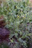 Senecio sylvaticus