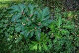 Heracleum sosnowskyi