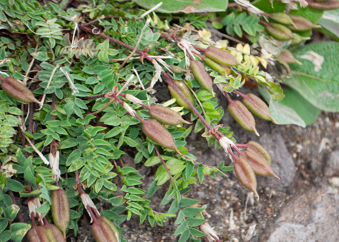 Image of Oxytropis revoluta specimen.