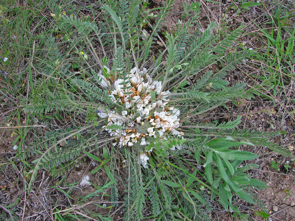 Image of Astragalus dolichophyllus specimen.