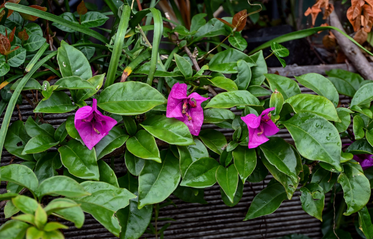 Изображение особи Bougainvillea glabra.