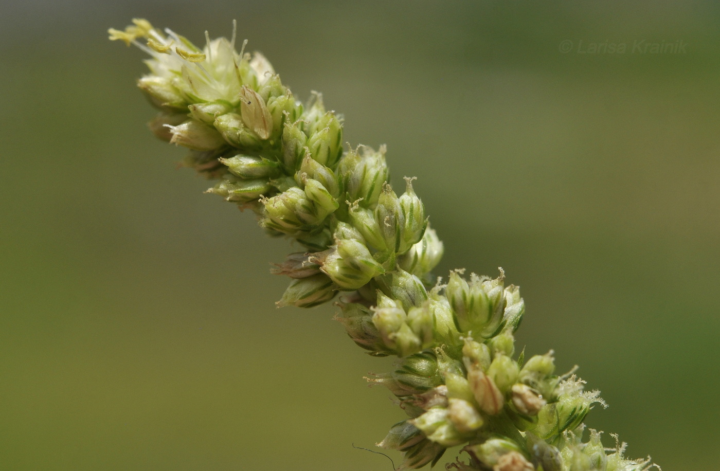 Image of genus Amaranthus specimen.