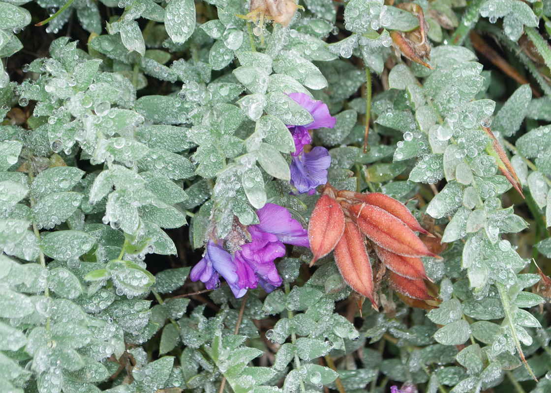 Изображение особи Oxytropis kamtschatica.