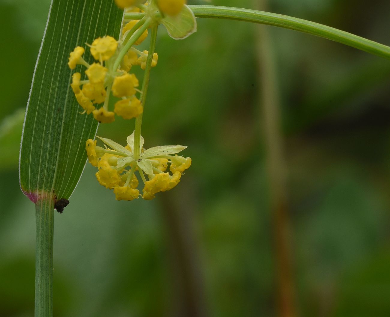 Image of genus Bupleurum specimen.