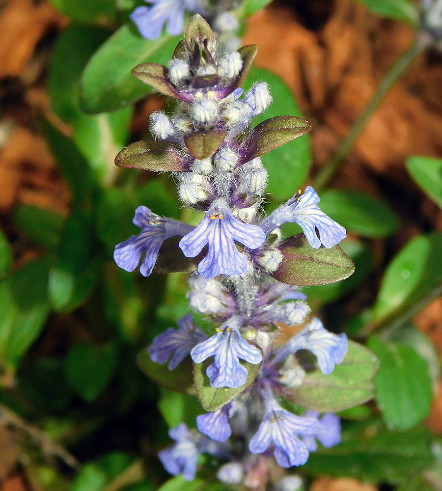 Image of Ajuga reptans specimen.