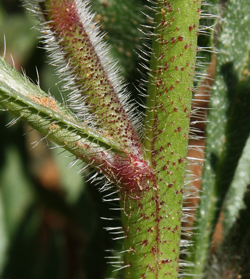 Image of Hormuzakia aggregata specimen.